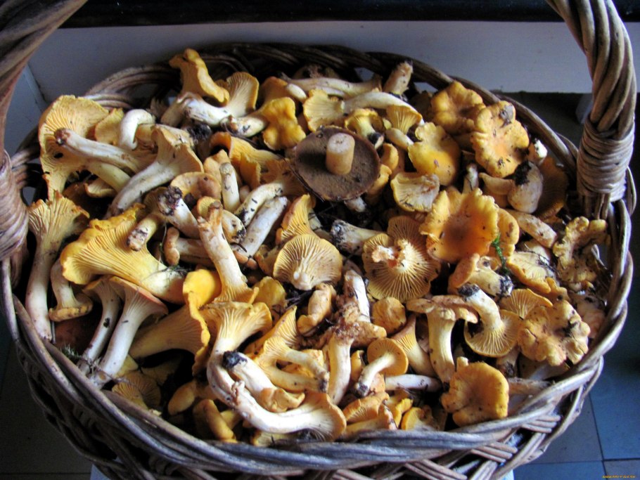 Лисички грибы еда