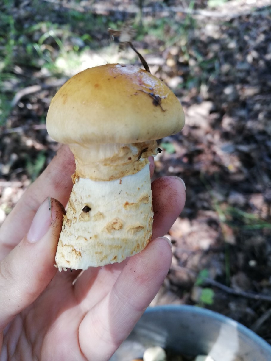 Паутинник березовый