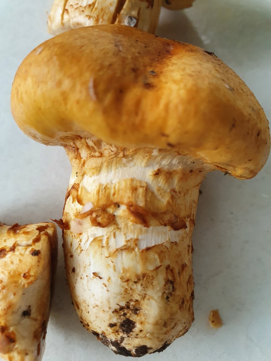 Паутинник желтый (приболотник)