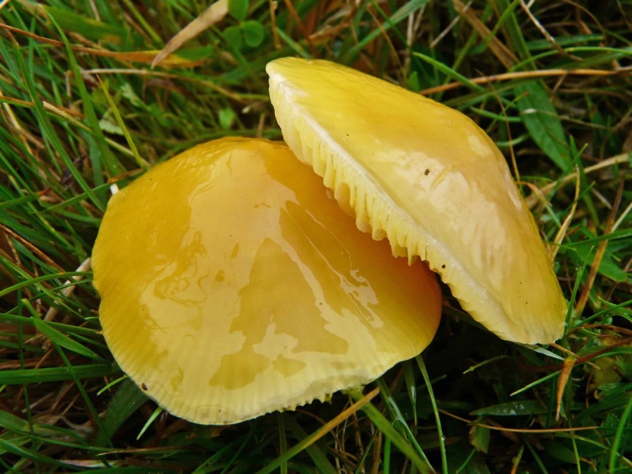 Hygrocybe chlorophana