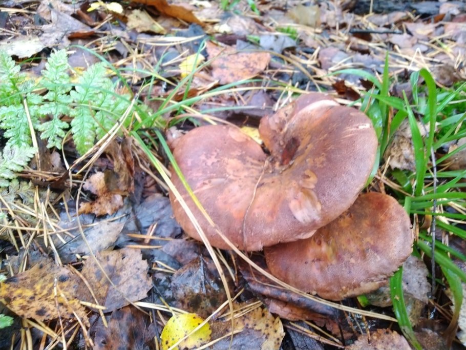 Свинушки грибы съедобные или нет