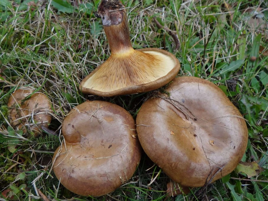 Paxillus involutus