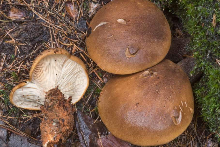 Гриб шляпка трещинами похож на свинушку