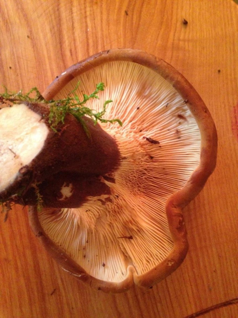 Гриб свинушка тонкая