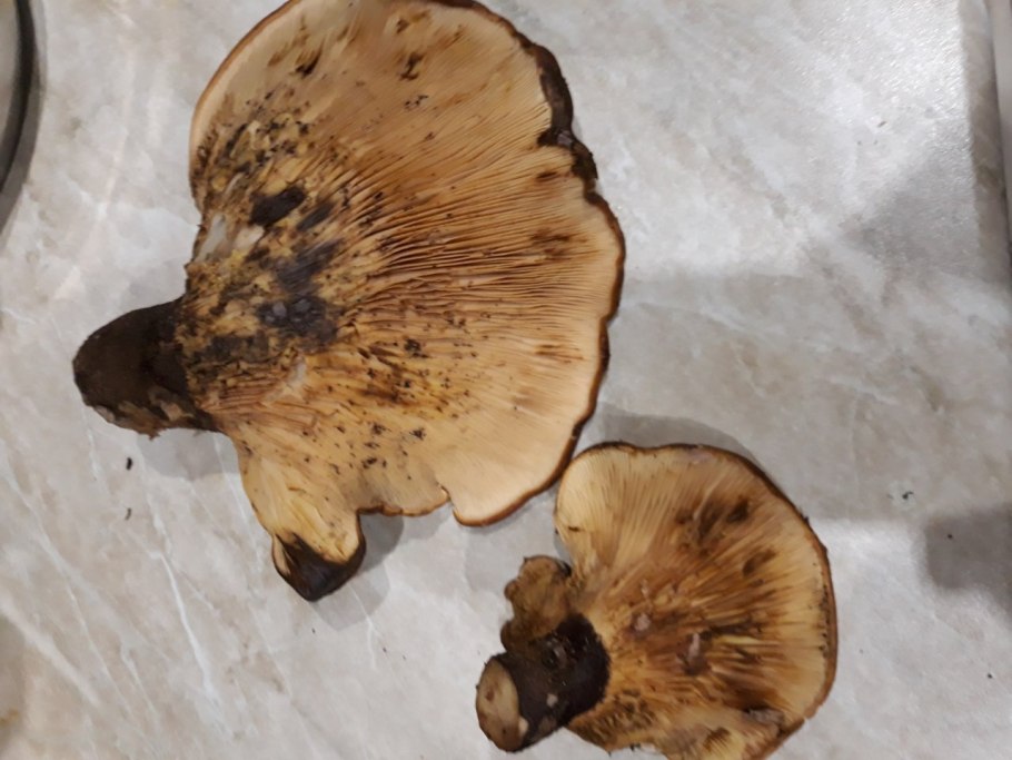 Свинушка Берёзовая