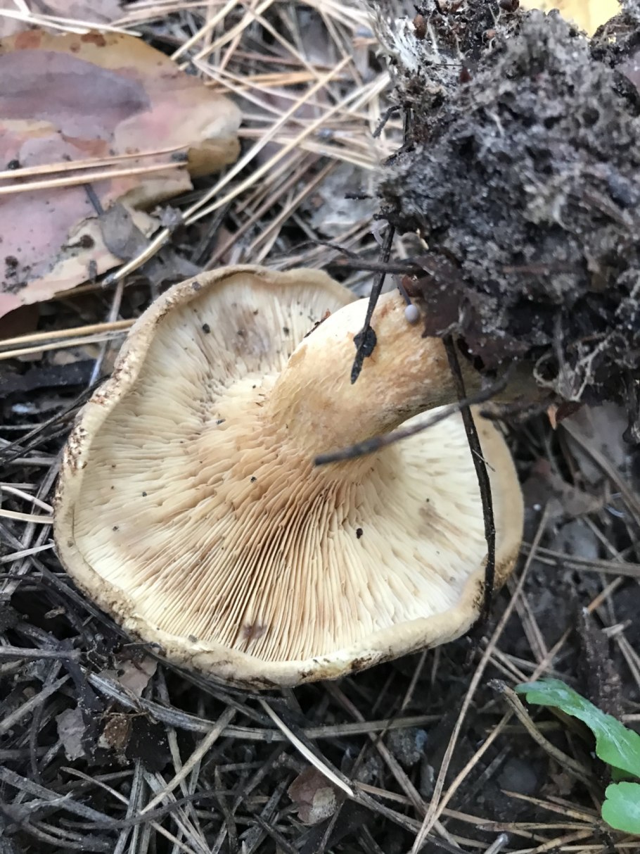 Гриб свинушка поддубник