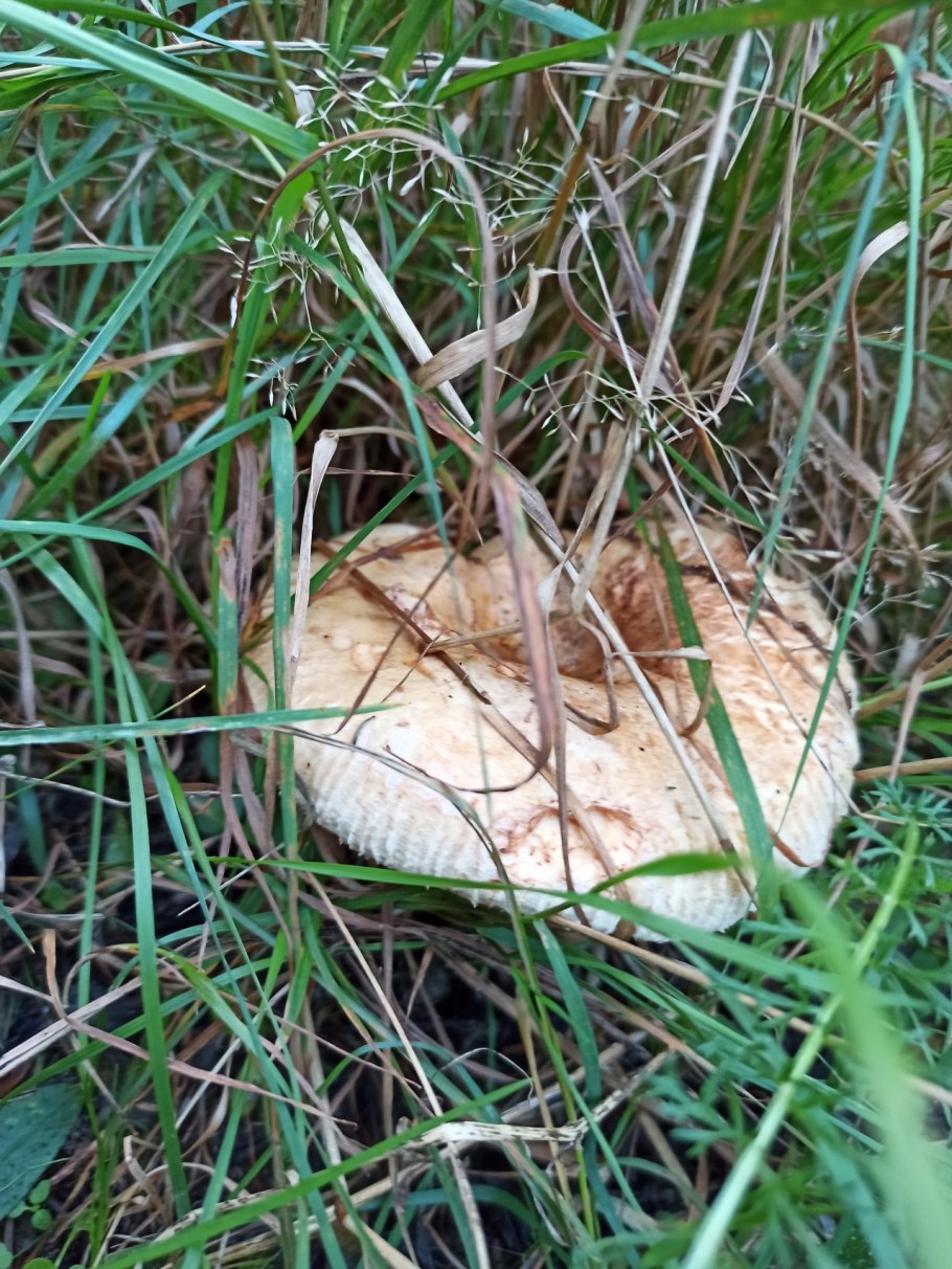 Свинушки Ведьмин гриб