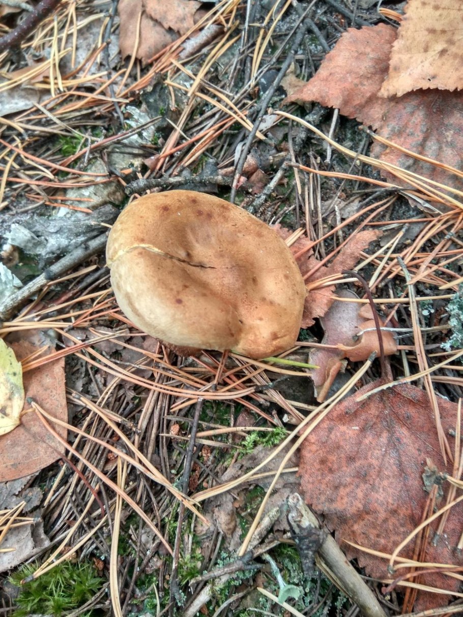 Свинушка шиитаке