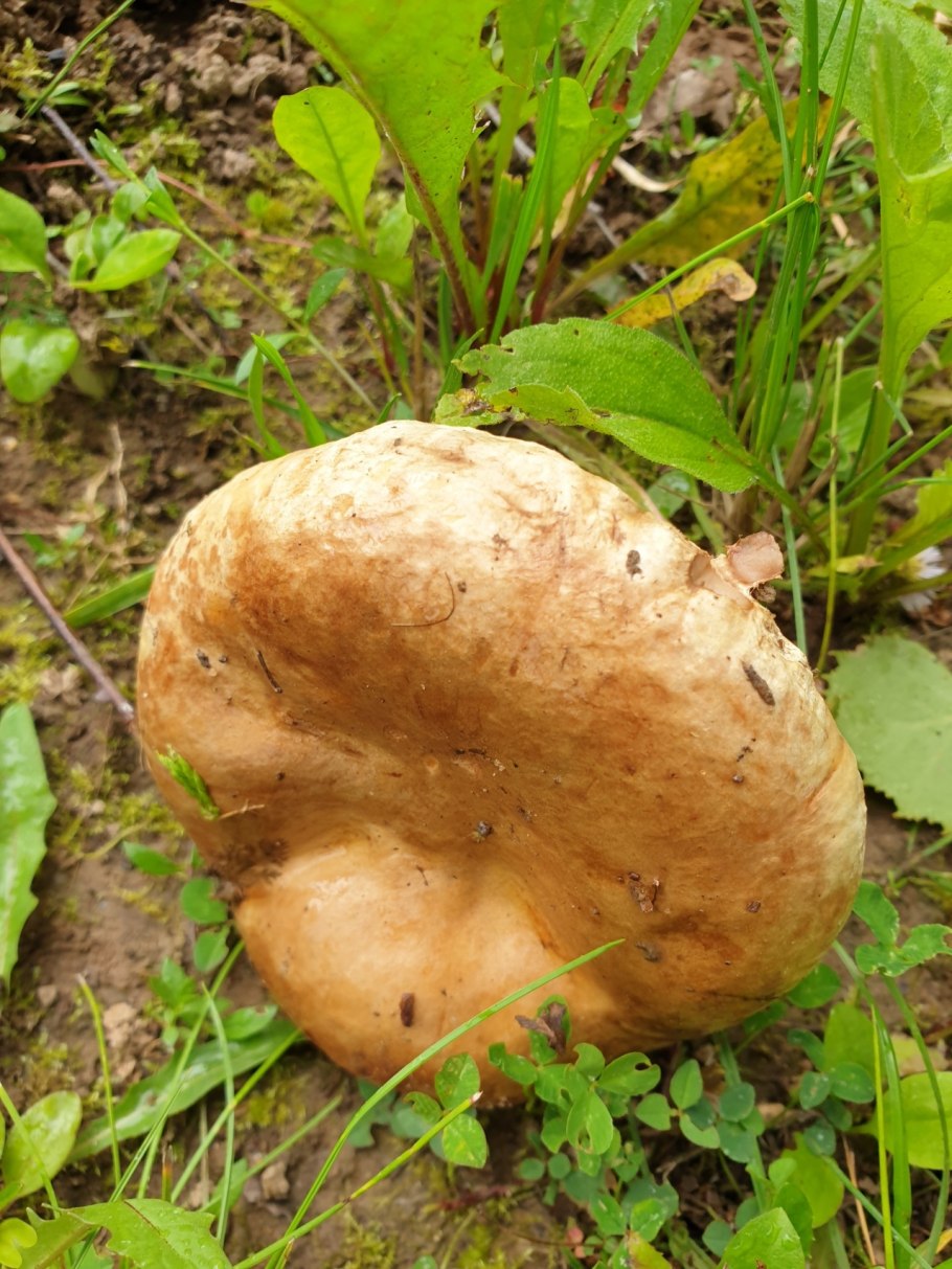 Гриб свинушка толстая