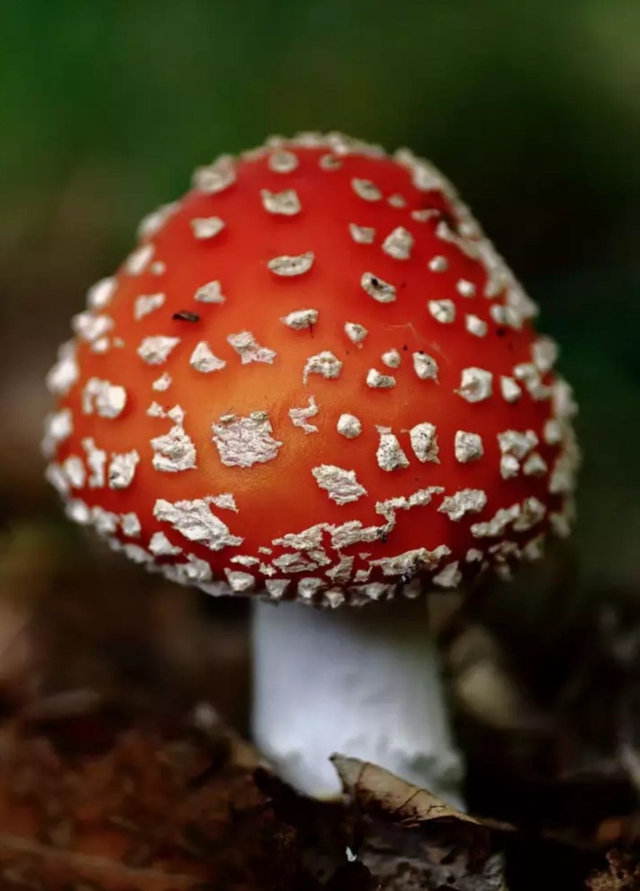 Аманита Мускария