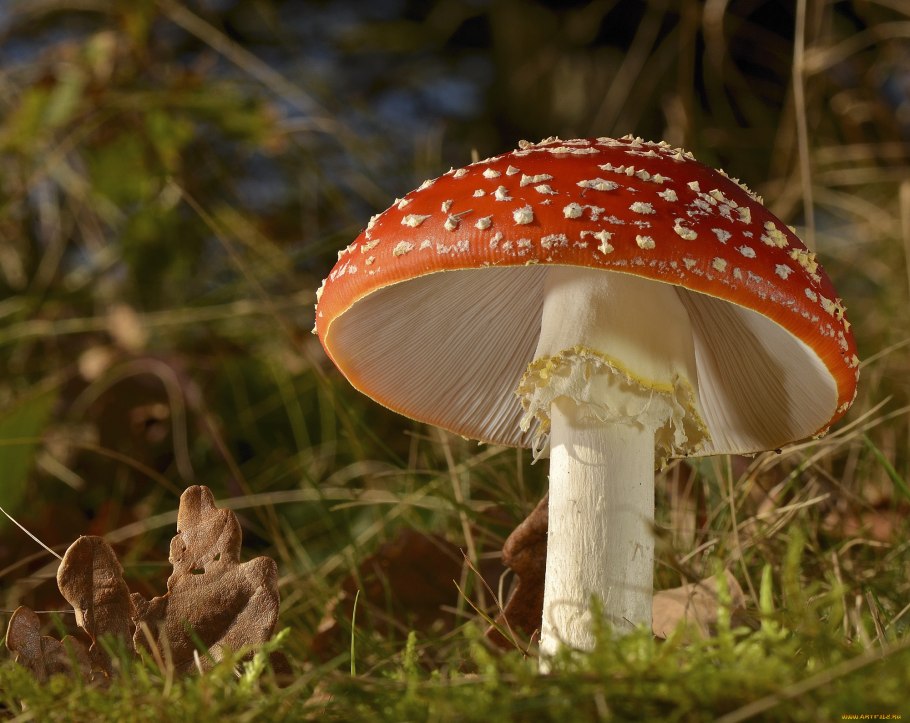 Гриб красный мухомор