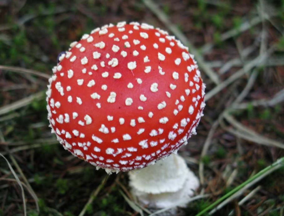 Мухомор Amanita muscaria