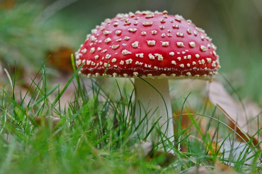 Мухомор Amanita muscaria