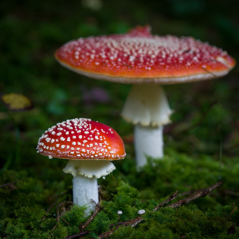 Мухомор Amanita muscaria