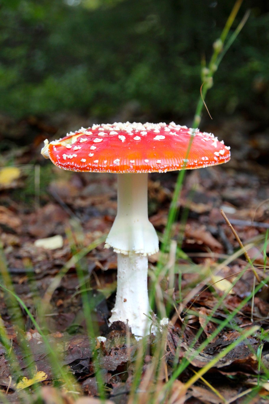 Мухомор Amanita muscaria