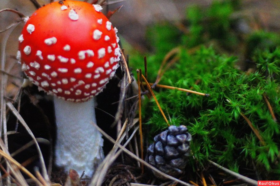 Мухомор красный (Amanita muscaria)
