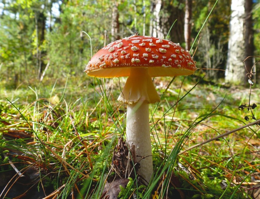 Гриб Amanita muscaria