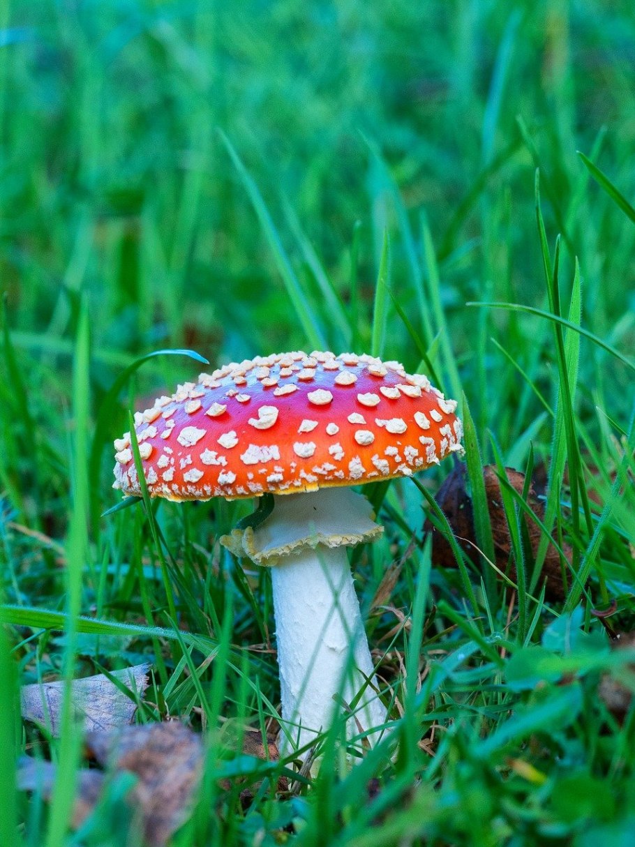 Мухомор Amanita muscaria