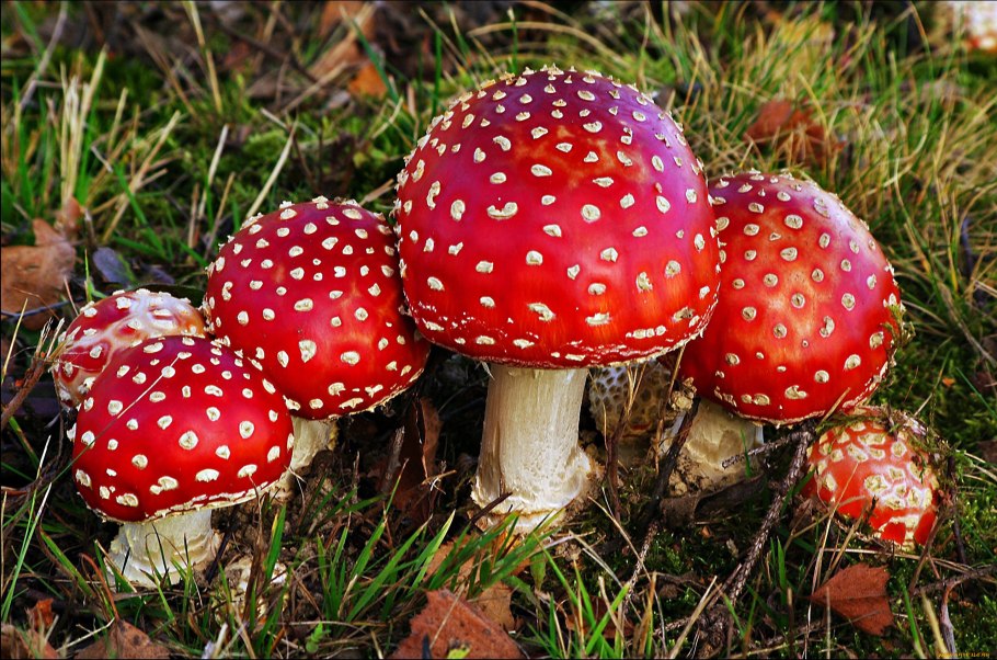 Гриб мухомор