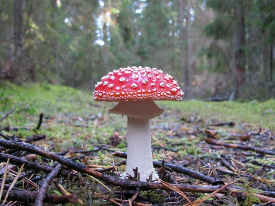 Маленький гриб мухомор