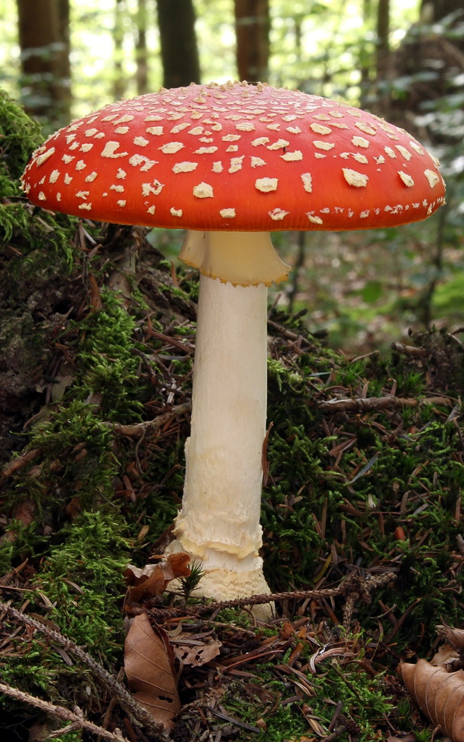 Гриб Amanita muscaria