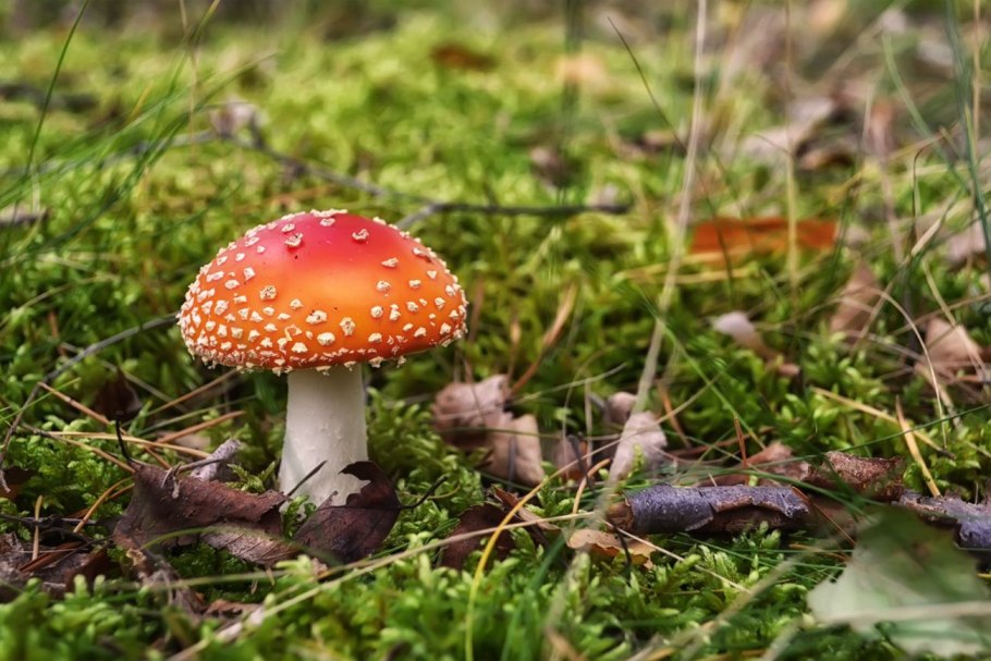 Шляпочные грибы мухомор гриб