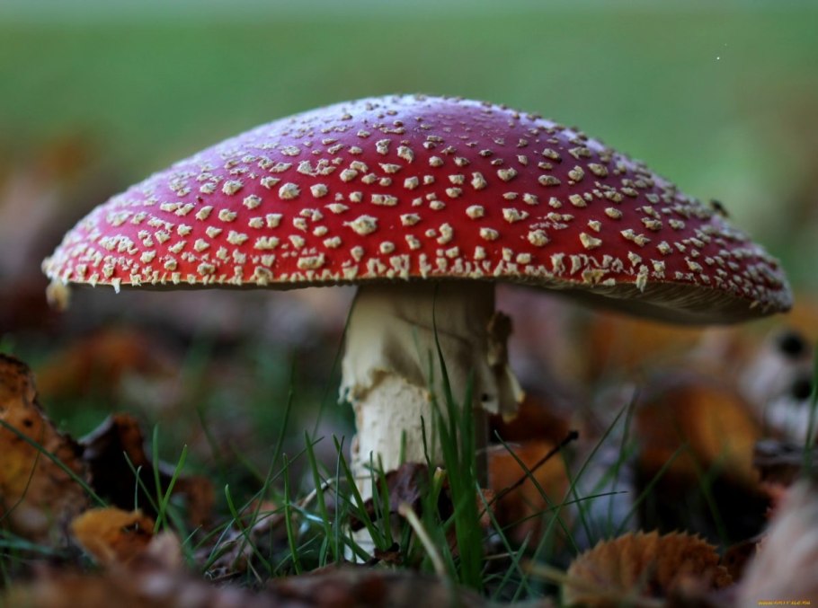 Аманита Мускария