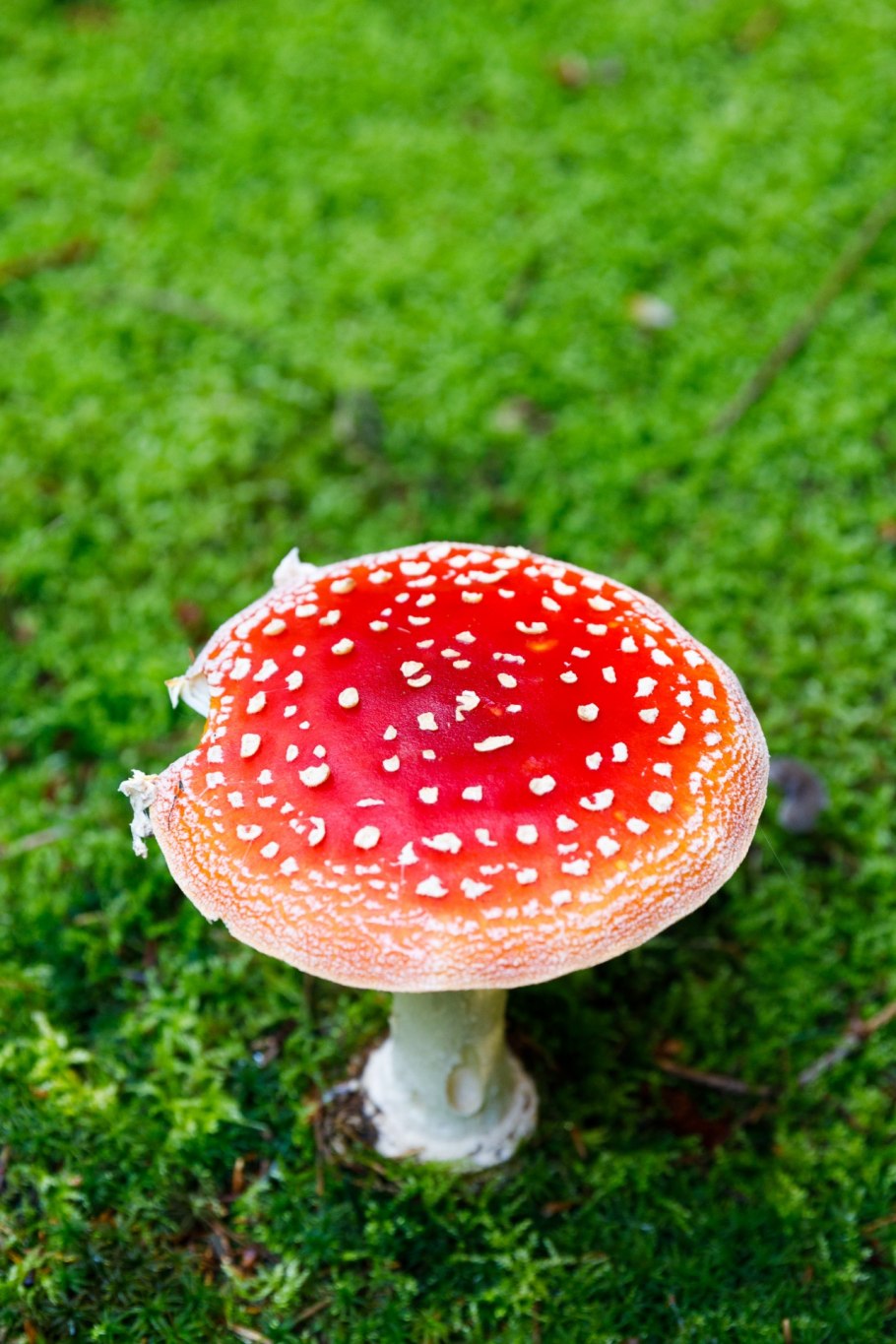 Мухомор Amanita muscaria