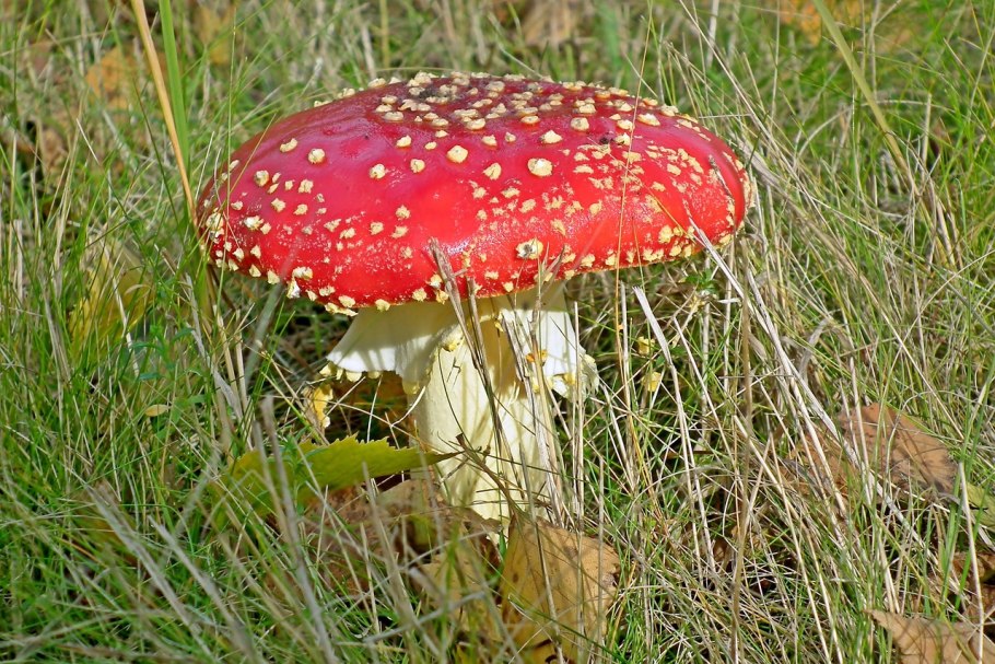 Мухомор Amanita muscaria