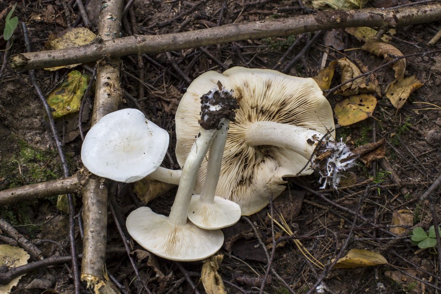 Грибы рядовки под соснами
