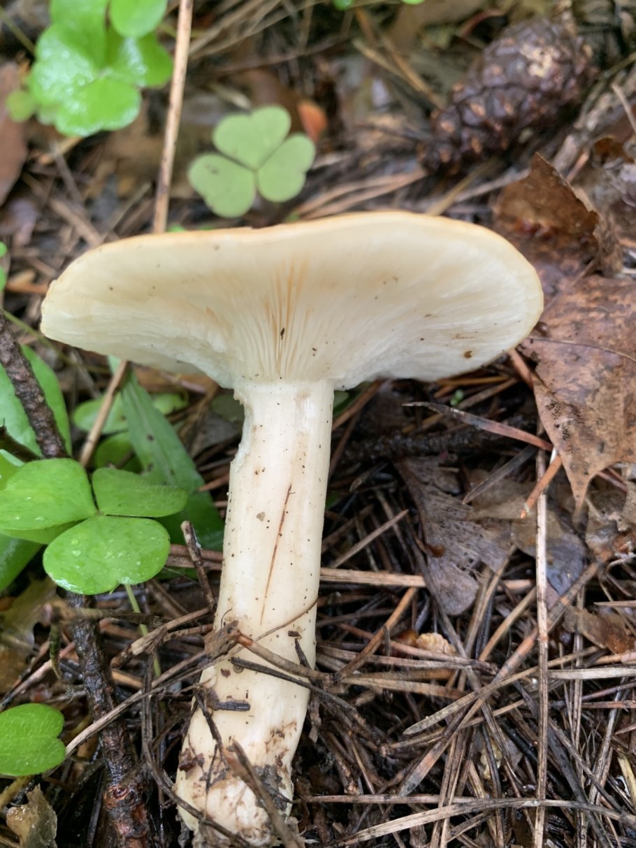 Грибы Лесные рядовка