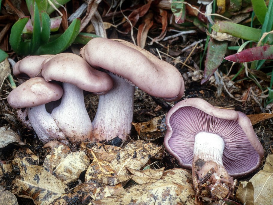 Рядовка Чешуйчатая Tricholoma imbricatum