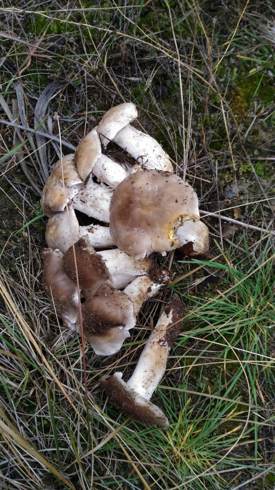 Грибы рядовка мыльная