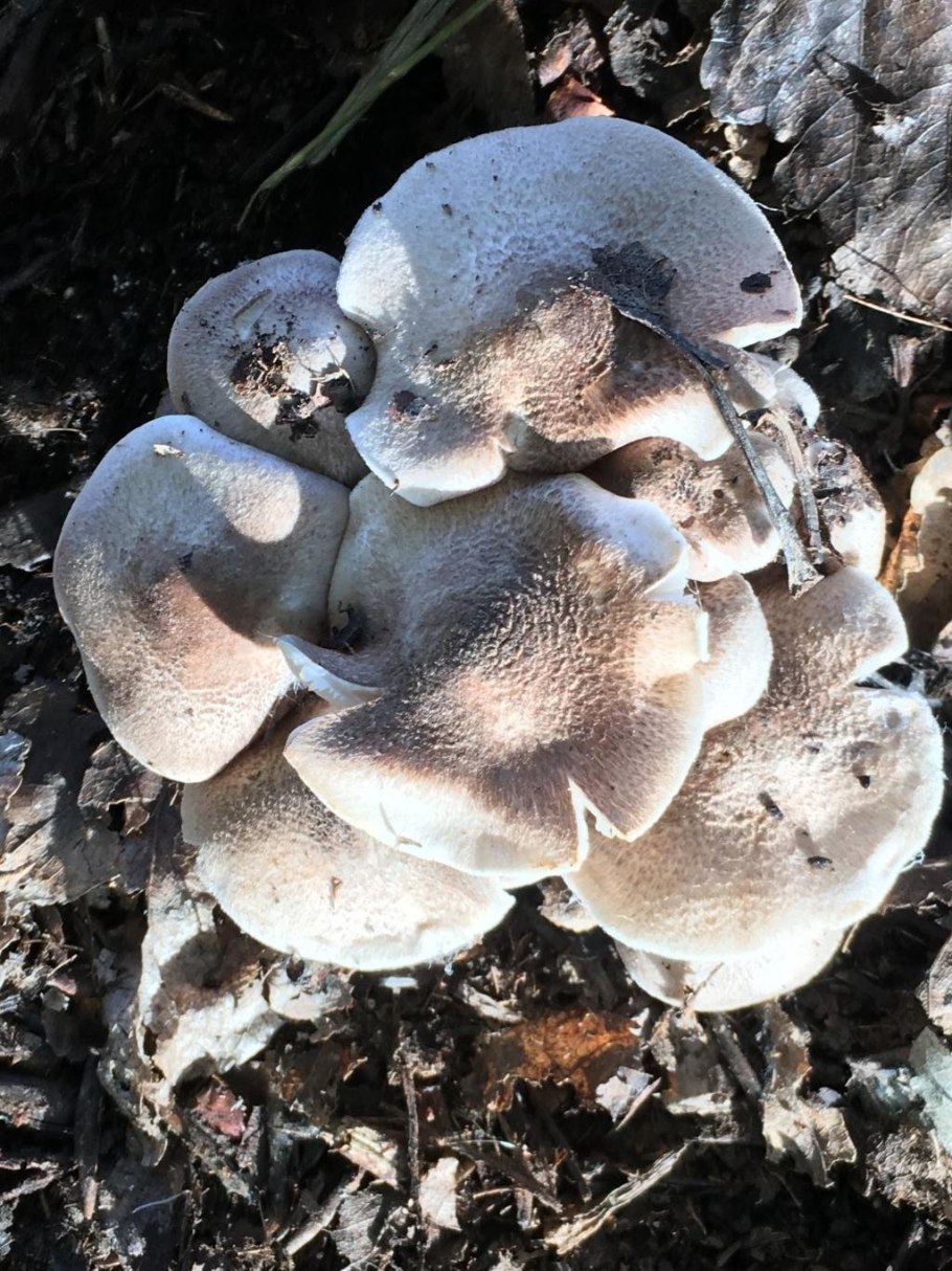 Рядовка штриховатая (Tricholoma portentosum).