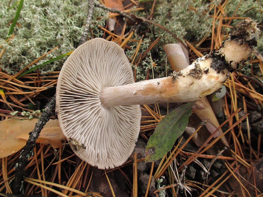 Грибы рядовки Белгородчины