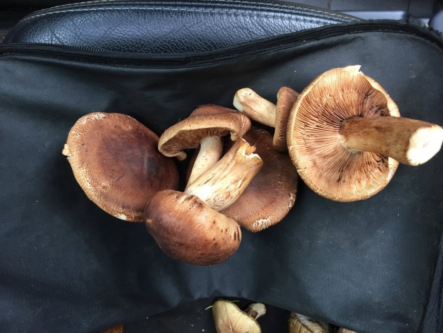 Рядовка Майская Calocybe gambosa