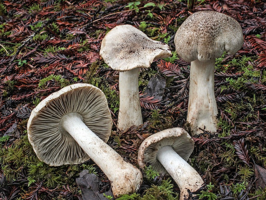 Tricholoma scalpturatum