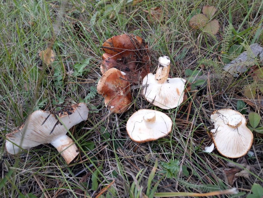 Рядовка Осиновая Tricholoma frondosae