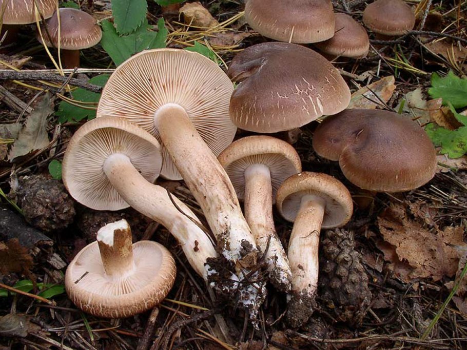 Рядовка серая Tricholoma portentosum.