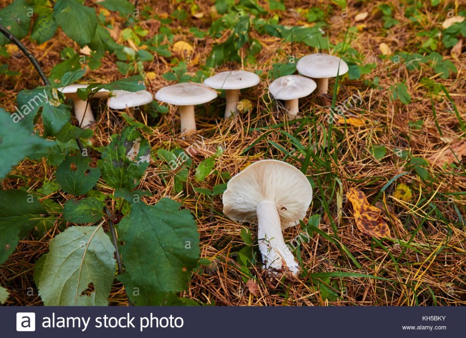 Рядовки ноябрьские