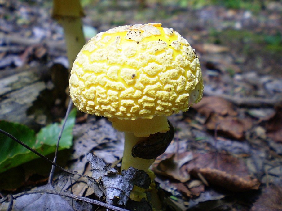 Leucocoprinus birnbaumii