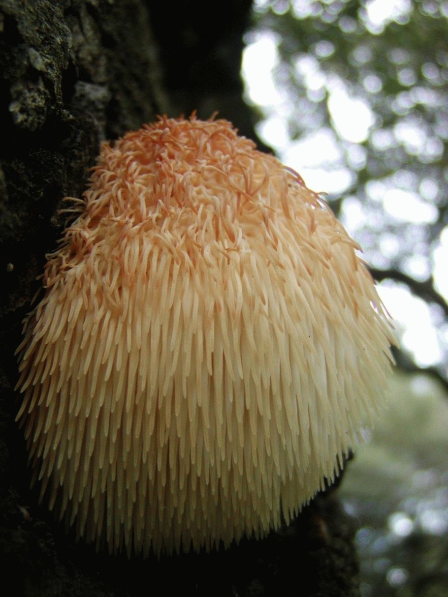 Львиная грива (ежевик гребенчатый)