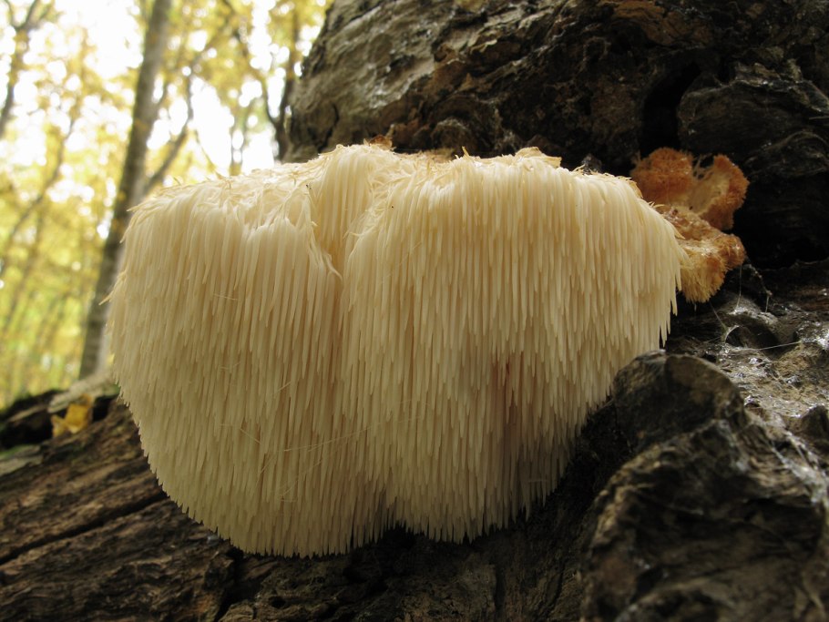 Ежовик Альпийский