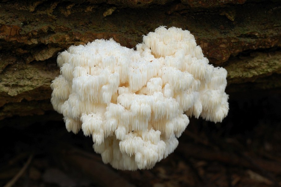 Мицелий ежевика гребенчатого