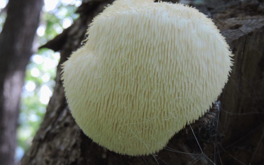 Ежовик львиная грива