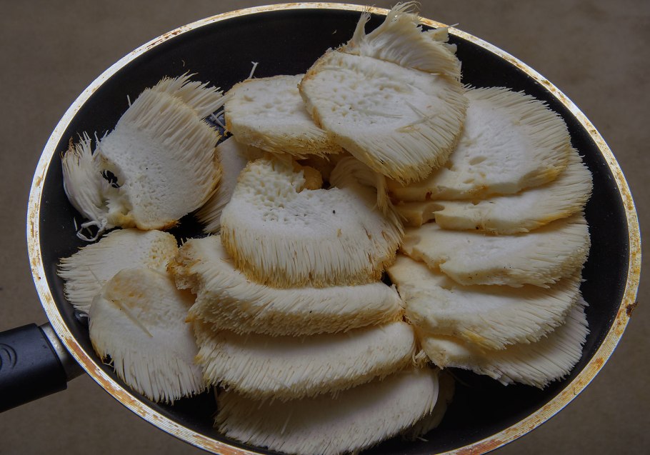 Ежевик (ежовик) гребенчатый