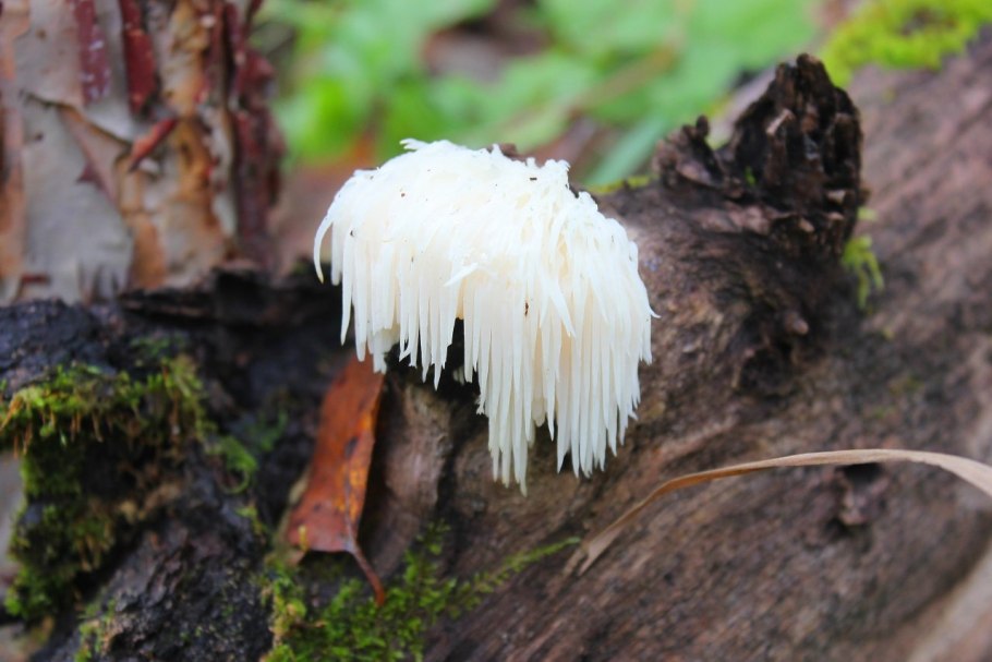 Ежовик коралловидный-гериций.