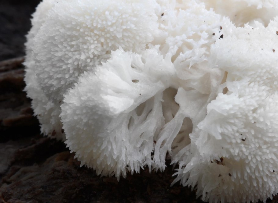 Гриб Hericium Erinaceus