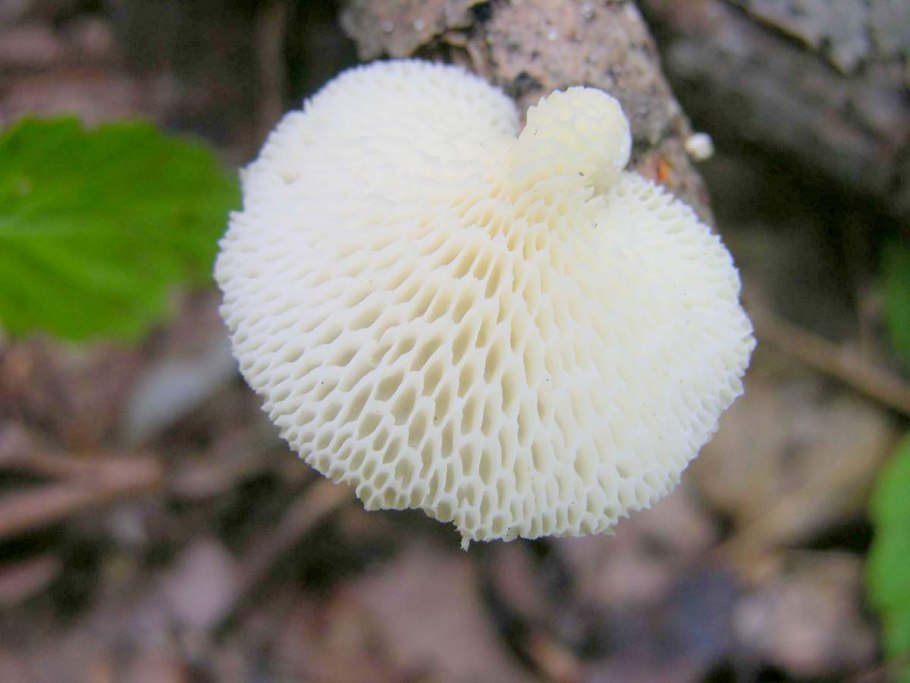 Ежовик Герициум