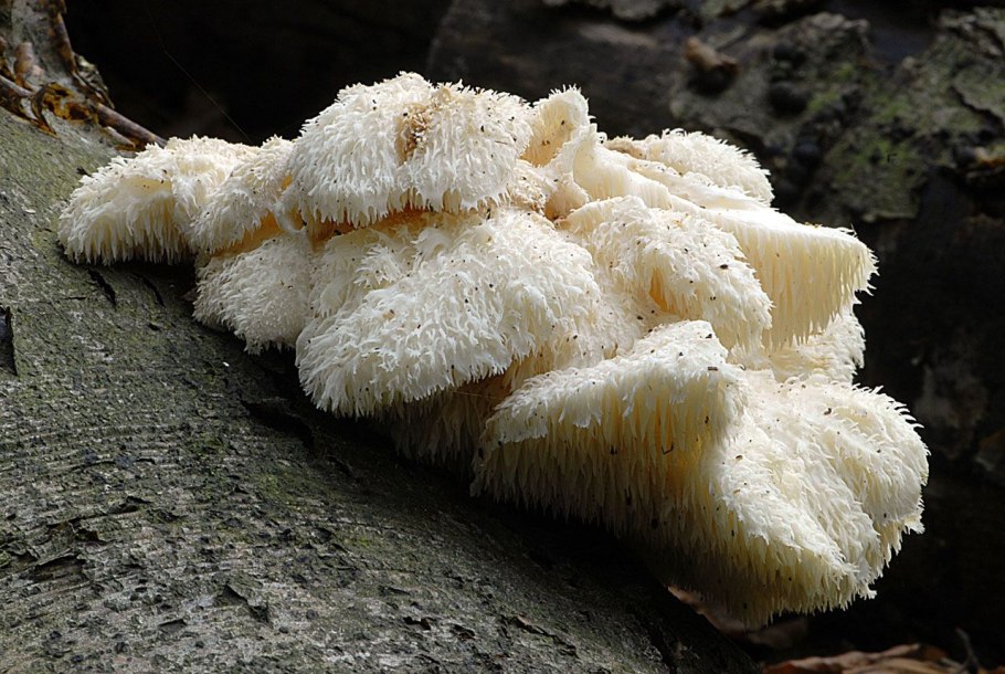 Ежовик усиковый